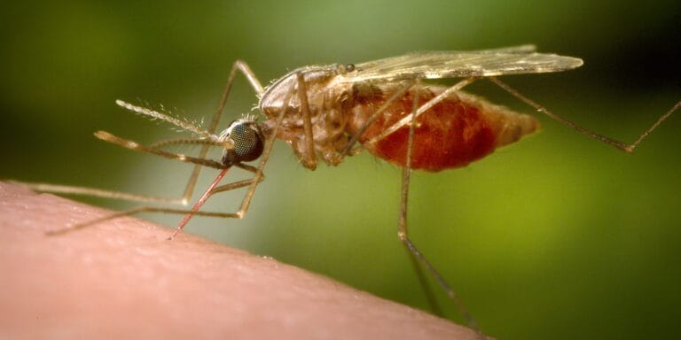 A mosquito biting human skin. A mosquito biting human skin.