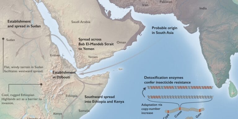 Schematic of the invasion history and resistance mechanisms of An. stephensi in Africa